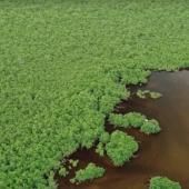 Sauvons les mangroves !