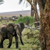 Chaque animal compte : le Kenya recense sa faune sauvage