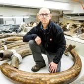 Dans les pas d'un mammouth laineux vivant il y a 17 000 ans