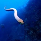 Gare au serpent de mer qui vous prend pour un congénère !