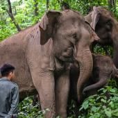 En Chine, cohabitation douce-amère entre éléphants et villageois