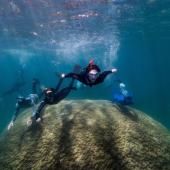 Un corail géant, de plus de 400 ans, découvert dans la Grande Barriere
