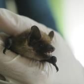 Et si les chauves-souris détenaient la clé d'une vieillesse bien portante ?