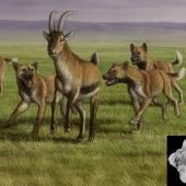 Des chiens chasseurs aux côtés des premiers hominidés de Dmanisi