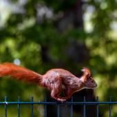 Les écureuils, des experts de l’innovation acrobatique