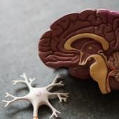 Du mal à apprendre une nouvelle langue ? C’est la faute de la stabilité de votre cerveau