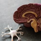 Du mal à apprendre une nouvelle langue ? C’est la faute de la stabilité de votre cerveau 