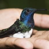 Voir la vidéo de Un plumage contre le harcèlement
