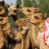 A Dubaï, des chameaux clonés pour gagner courses et concours de beauté