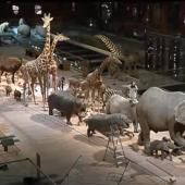 Voir la vidéo de Entretenir les trésors du Muséum national d’histoire naturelle
