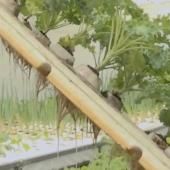 Voir la vidéo de Aquaponie, l’agriculture du futur ?
