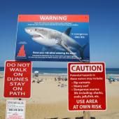 Les requins confondent bien les surfers avec leurs proies animales