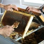 Le miel de pin turc en danger de mort, suite aux feux de forêts ravageurs de l&#039;été