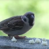 _en_see_video_of Oiseaux des villes, oiseaux stressés