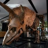 Les paléontologues frustrés par la vente aux enchères de dinosaures