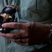 Homo naledi : un fossile relance l&#039;énigme sur de lointains cousins de l&#039;Homme 