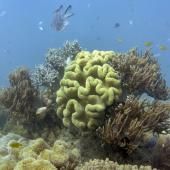 Le blanchissement a touché 98% de la Grande barrière de corail, selon une étude