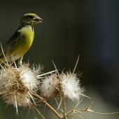 Presque 30 % des espèces d’oiseaux menacées au Royaume-Uni selon une étude