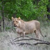 Risques de consanguinité des lions en Afrique du Sud