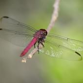 Libellules et demoiselles se meurent faute d'habitat