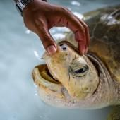 Avec la pandémie, les tortues de retour sur les plages de Thaïlande