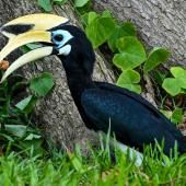 L’extinction d’animaux entrave la capacité des plantes à s’adapter au changement climatique