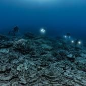 Un récif de coraux géants découvert au large de Tahiti 