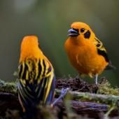 En Colombie, un &quot;chemin sonore&quot; pour aveugles pour observer les oiseaux à l&#039;ouïe