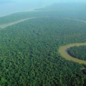 Amazonie, future savane ? Quand la forêt se rapproche de son « point de bascule »