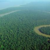 Amazonie, future savane ? Quand la forêt se rapproche de son « point de bascule »