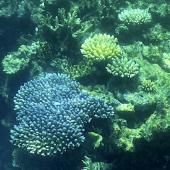 La Grande barrière de corail encore victime d&#039;un blanchissement généralisé
