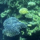 La Grande barrière de corail encore victime d'un blanchissement généralisé