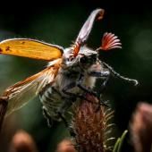 Réchauffement et agriculture intensive, combinaison fatale aux insectes, selon une étude