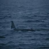 L&#039;orque retrouvée dans la Seine, malade va être euthanasiée