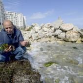 En Tunisie, les herbiers marins de posidonie risquent l’extinction