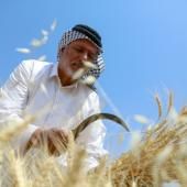 Climat: le blé d&#039;Irak menacé par la guerre en Ukraine et la sécheresse 