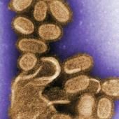 La grippe saisonnière, possible descendante directe de la grippe « espagnole »