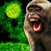 Voir la vidéo de Variole du singe : faut-il s’inquiéter ?