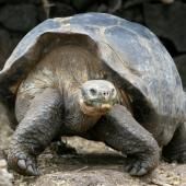 De nombreuses espèces à sang froid ne vieillissent quasiment pas