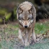 Les loups gris sont toujours plus nombreux en France
