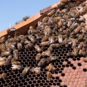 Six millions d&#039;abeilles euthanasiées en Australie pour éliminer un parasite