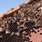 Six millions d'abeilles euthanasiées en Australie pour éliminer un parasite