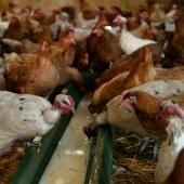 Grippe aviaire : le risque redescend à un niveau &quot;négligeable&quot; en France