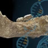 Voir la vidéo de Denisova: what genetic heritage?