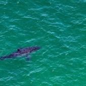 Au large de la côte est américaine, les requins blancs de plus en plus nombreux
