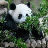 La découverte d&#039;un fossile explique le végétarisme du panda