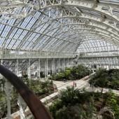 Une nouvelle espèce de nénuphar géant découverte à Kew Gardens