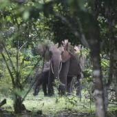 Les pays africains au chevet de la préservation de la nature