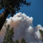 Un violent incendie menace les séquoias géants du parc de Yosemite 