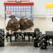Santé mentale : des rats pour tester les thérapies comportementales 